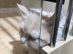 -老吴的猫·猫舍(新区店)