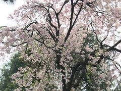 -西安青龙寺遗址景区