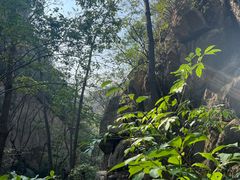 -大岭沟猕猴桃谷风景区