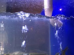 -石锅苗苗鱼(武汉首店)