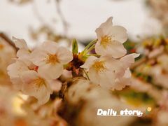 -莫愁湖公园