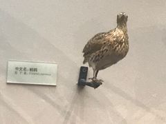 -天津自然博物馆