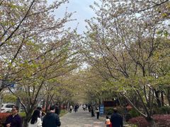 -高东镇樱花园