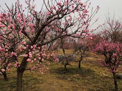 -石家庄市植物园