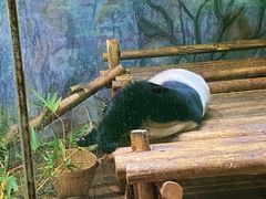-深圳野生动物园
