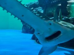 -上海海洋水族馆