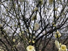 -香雪海