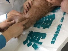 -瑞派宠物医院·24h·骨外科·皮肤科·全科宠物医疗转诊中心(沈阳浑南院)