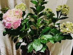-一坐一忘云南菜(北京skp店)