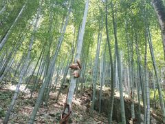 -藏龙百瀑风景区