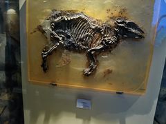 -辽宁古生物博物馆