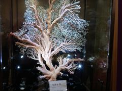 -绮丽珊瑚(台北101旗舰门市店)