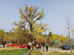 -千年银杏谷文化旅游区