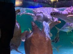 -暹罗海洋世界