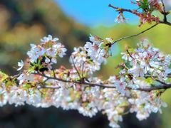 -武汉大学-樱园