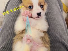 -翊宠yipet猫狗购宠庄园犬舍•猫舍