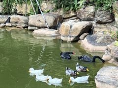 -南宁荔园维景国际酒店·荔园中餐厅