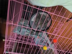 -关爱宠物医院·猫科中心·消化科(滨湖万达分院)