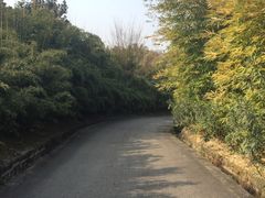 -成都大熊猫繁育研究基地