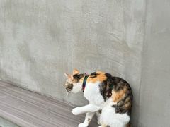 -Again Coffee Roaster(香蜜湖店)