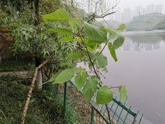 -重庆彩云湖湿地公园