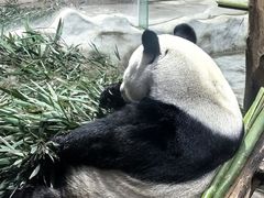 -栾川竹海野生动物园