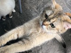 -喵屿·大理花园猫咖