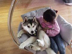 -Husky Go! 哈士奇体验馆·宠物咖啡厅狗咖