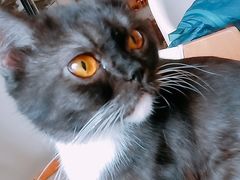 -猫咖时代(中山亭店)