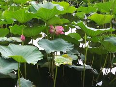 -长春市南湖公园