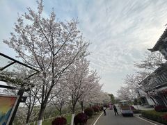 -花博汇(知音花月夜)