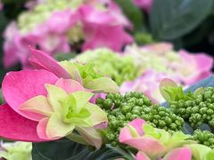 -荷兰花海