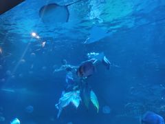 -烟台海昌鲸鲨海洋公园