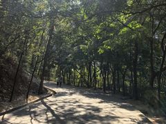 -中山市树木园