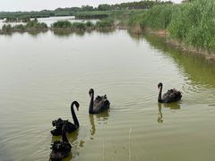 -南大港湿地风景区