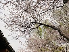 -春风习习