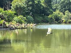 -深圳仙湖植物园
