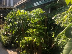-曲阳花鸟市场(曲阳路店)