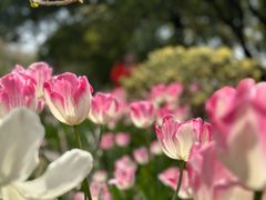 -玄武湖景区-情侣园游乐场