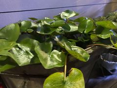 -留香花园(淮海街商业街店)