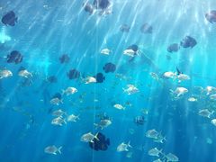 -瑞德姆美人鱼海底演艺主题餐厅(亚龙湾店)