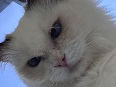 -怪兽屋·羊驼·猫咖·狗咖(俊华广场店)