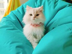 -猫在这儿猫咪咖啡馆·撸猫馆