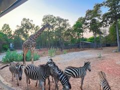 -清迈夜间动物园