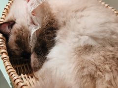 -怪兽屋·羊驼·猫咖·狗咖(俊华广场店)