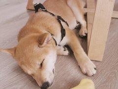-浣熊柯尔鸭土拨鼠·电玩咖