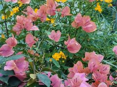 -国家植物园南园