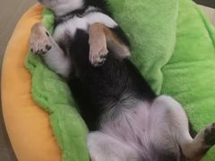 -逗柴咖啡屋·狗咖猫咖宠物桌游