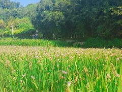 -龙头寺公园