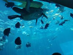 -海棠湾洲际-涛·海底餐厅·美人鱼·自助餐·海底隧道